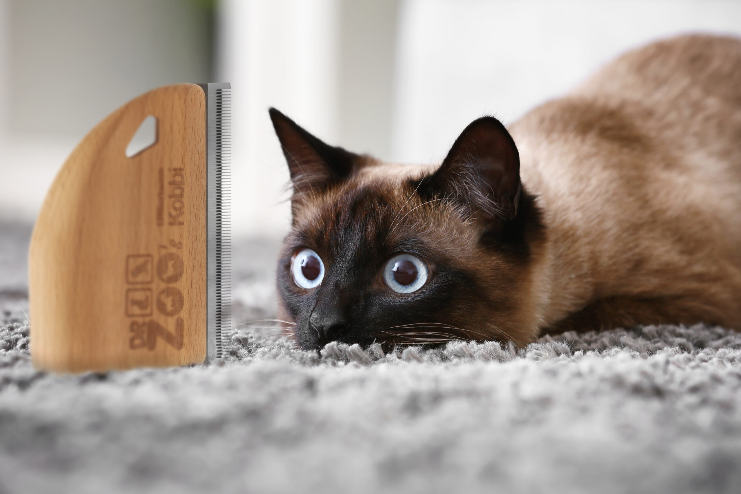 Cute Thai cat lying on carpet at home