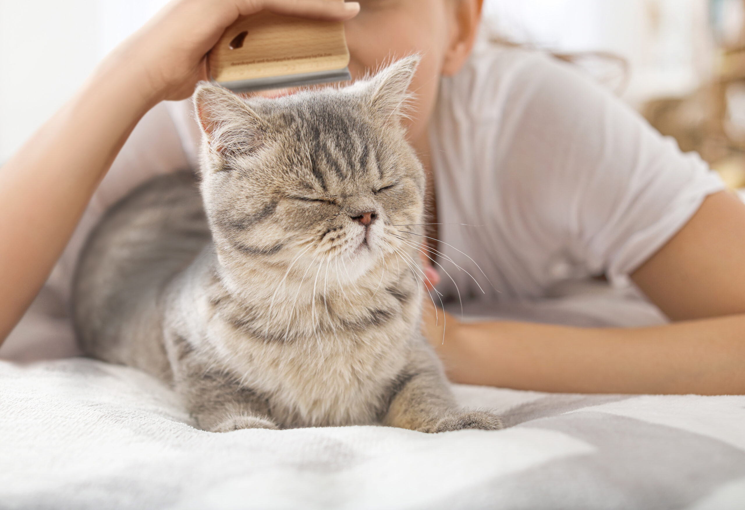 Beautiful young woman with cute cat in bedroom