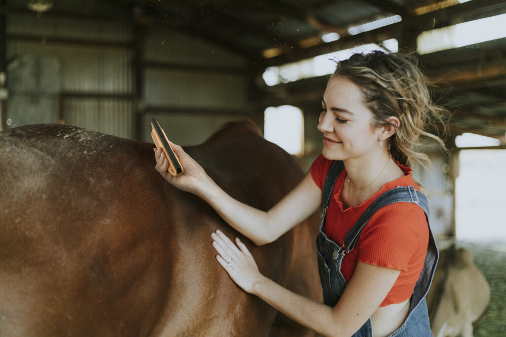 Girl brushing a chestnut horse